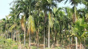 槟榔树的种植方法