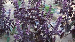 紫罗勒的种植方法