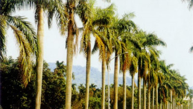 大王椰子的养殖方法