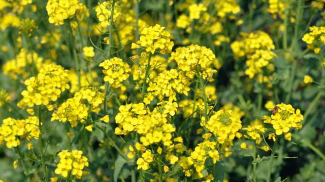 雪里蕻和苦菊怎么區(qū)分