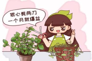 茉莉銅錢草…半死不活，就是欠收拾，狠心剪2刀，1個月爆盆！