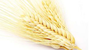 小麦是什么粮食