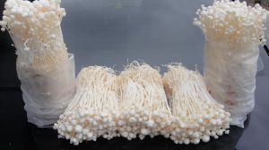 金针菇种植方法