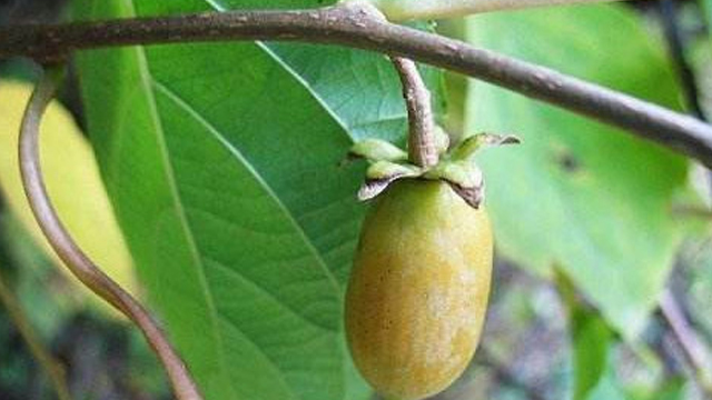 软枣猕猴桃和葛枣猕猴桃的区别