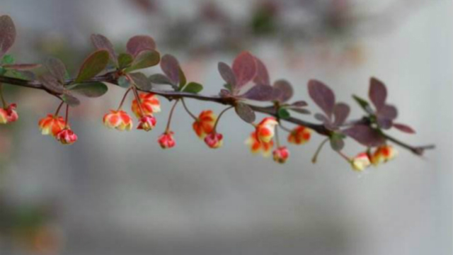 紫叶小檗和红花檵木的区别