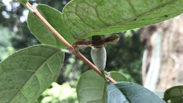 菲油果怎么养殖