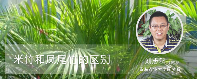 米竹和凤尾竹的区别