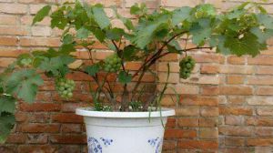 葡萄籽怎么种小盆栽