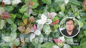 五彩絡石怎么養(yǎng)才開花