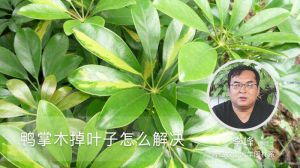 鴨掌木掉葉子怎么解決