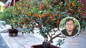 怎樣給盆栽桂花施肥