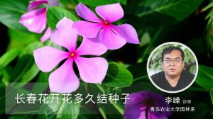 長(zhǎng)春花開(kāi)花多久結(jié)種子