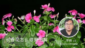 長春花怎么修剪