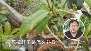 桂花掉葉子是怎么補(bǔ)救