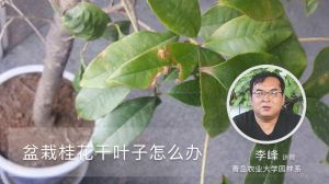 盆栽桂花干葉子怎么辦