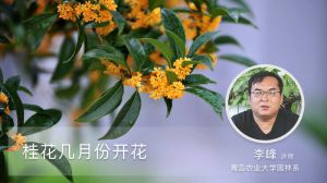 桂花幾月份開(kāi)花