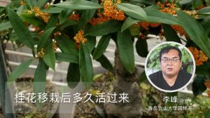 桂花移栽后多久活過來