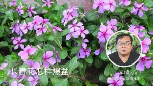 長春花怎樣爆盆