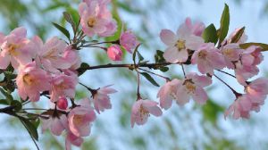 垂丝海棠和樱花的区别