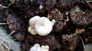 蘑菇怎么种植