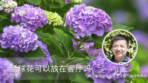 绣球花可以放在客厅吗