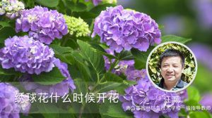 绣球花什么时候开花