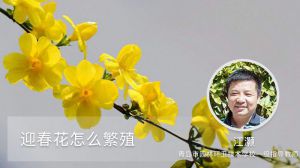 迎春花怎么繁殖