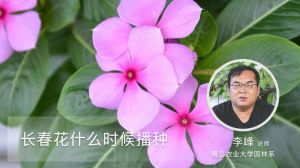 長(zhǎng)春花什么時(shí)候播種