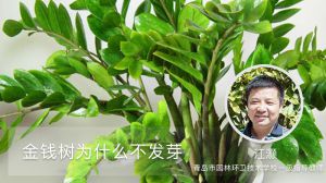 金錢樹為什么不發(fā)芽