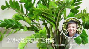 金錢樹能澆阿司匹林嗎