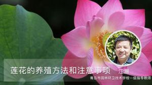 蓮花的養(yǎng)殖方法和注意事項(xiàng)