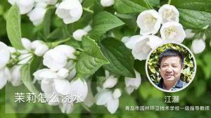 茉莉怎么澆水