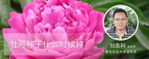 牡丹種子什么時(shí)候種