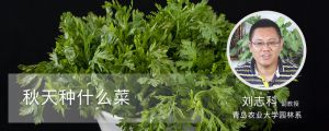 秋季種什么菜