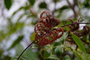 別看這種植物“丑”，市場(chǎng)上都搶不著，營(yíng)養(yǎng)比燕窩還高！