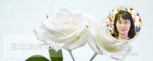 白玫瑰的花語(yǔ)