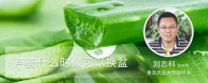 蘆薈什么時候可以換盆