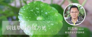 銅錢草的養(yǎng)殖方法