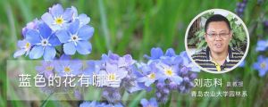 藍(lán)色的花有哪些