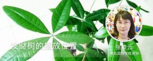 發(fā)財(cái)樹的擺放位置