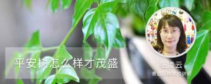 平安樹怎么養(yǎng)才茂盛