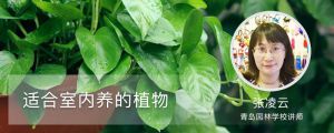 適合室內(nèi)養(yǎng)的植物