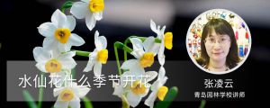 水仙花什么季節(jié)開花