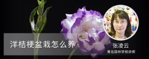 洋桔梗盆栽怎么養(yǎng)