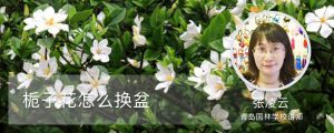 梔子花怎么換盆