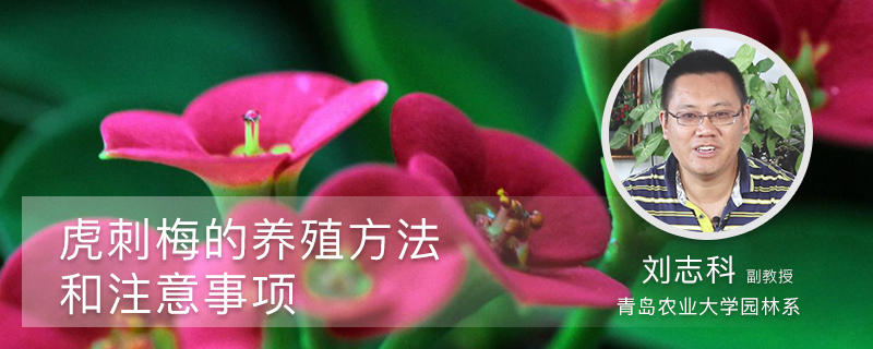 虎刺梅的養(yǎng)殖方法和注意事項(xiàng)