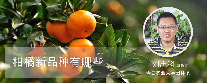 柑橘新品种有哪些