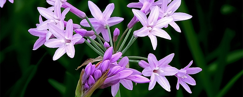 紫娇花种子怎么种