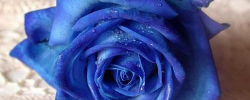 蓝色妖姬和蓝玫瑰的区别