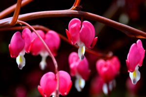 秋冬季節(jié)馬上來(lái)，家里養(yǎng)幾盆“凍不死”花卉，再冷也能賞花！